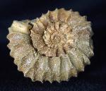 Pavlovia pavlovi (MICHALSKY 1890) - Bild &copy; FossNet FossilienStore